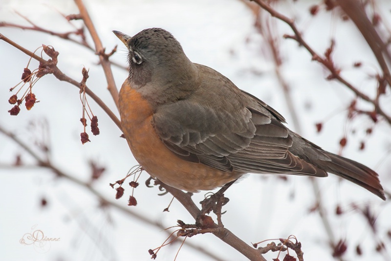 Robin In Winter