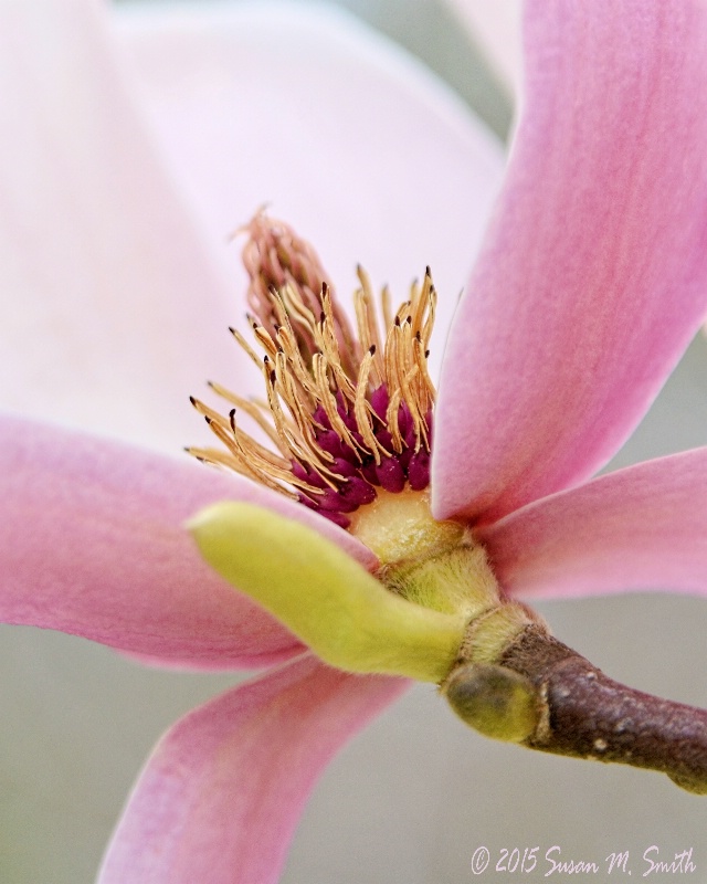 Pink Star Magnolia