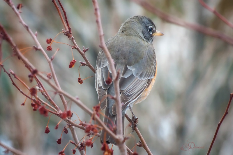 Robin Keeping Watch