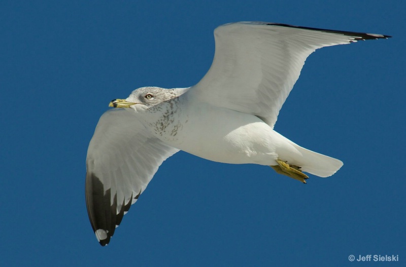 Clear Skies Ahead!!  Seagull In Flight 