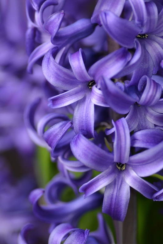 Hyacinth Hues