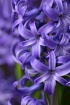 Hyacinth Hues