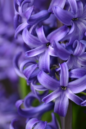Hyacinth Hues