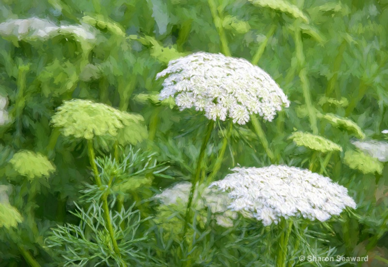 Queen Anne's Lace Painted