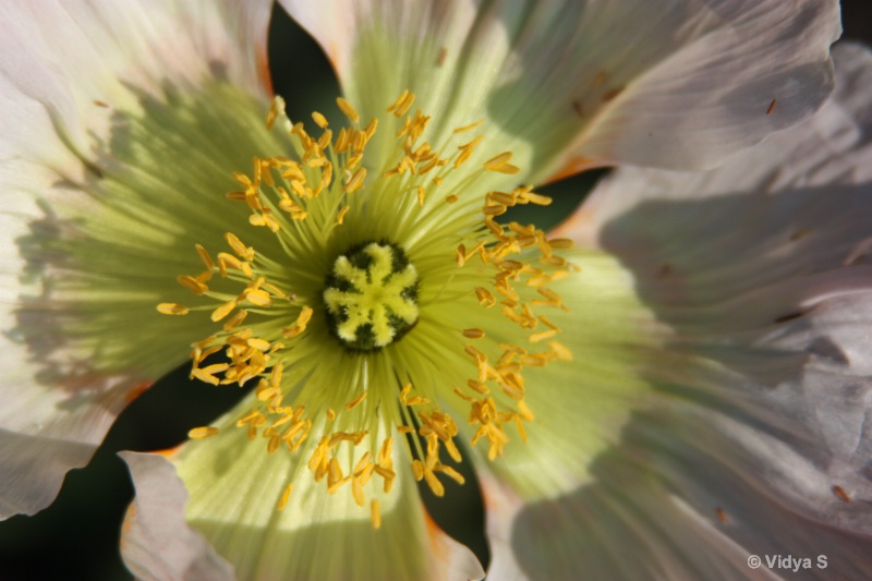 Sunlit poppy