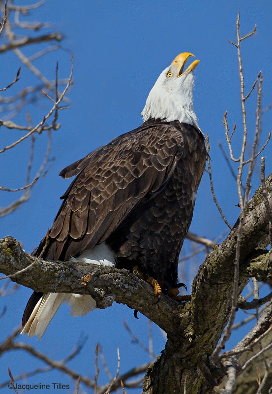 Bald Eagle Calling - ID: 14842886 © Jacqueline A. Tilles
