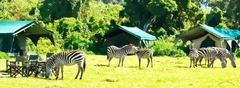 Honey, there are zebra in the front yard!
