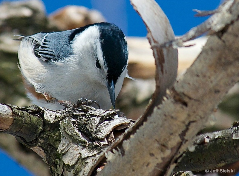 This Is Hard Wood!!  White-breasted Nuthatch