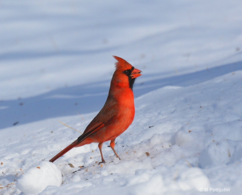 Red Cardinal on white and blue Snow