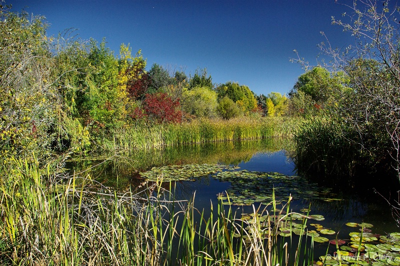 Calm Autumn Pond
