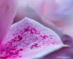 Rose Petal