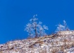 Lonely Tree