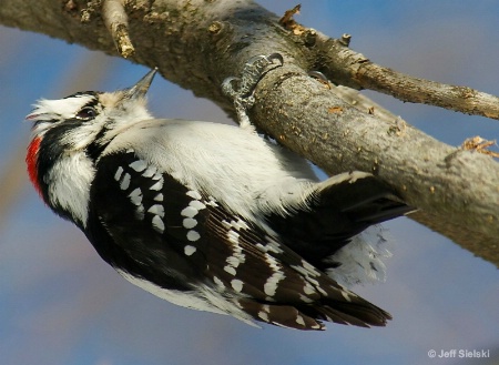 Hold On!!  Downy Woodpecker In Tree 