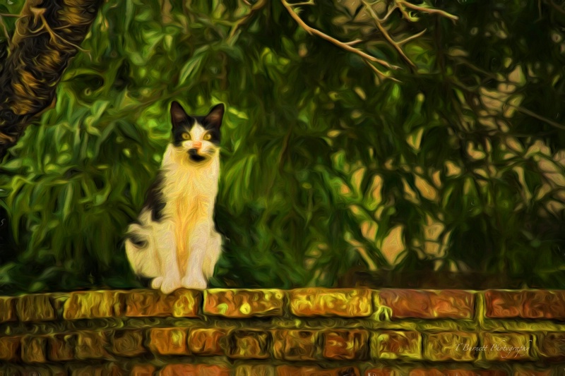 Cat On a Wall