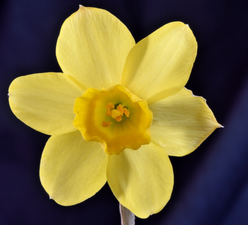 Daffodil