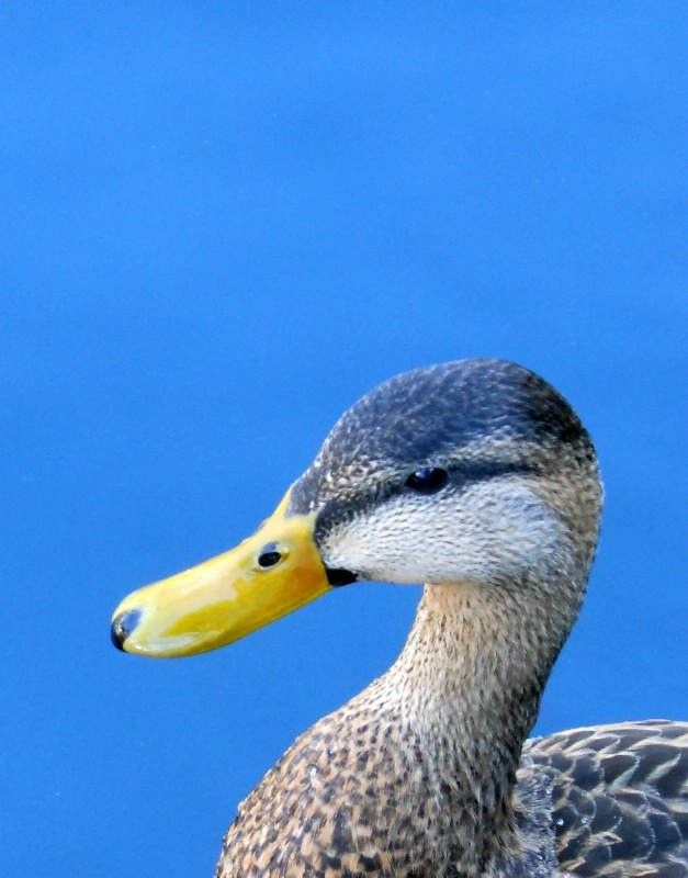 Duckly Profile