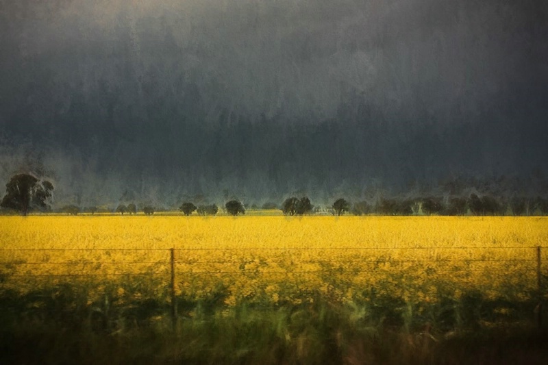 Canola Storm