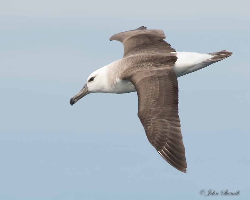 Black-browed Albatross - Nov 5th, 2014 - ID: 14844238 © John Shemilt