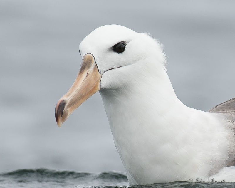 Black-browed Albatross - Nov 18th, 2014 - ID: 14844245 © John Shemilt