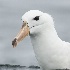 © John Shemilt PhotoID# 14844245: Black-browed Albatross - Nov 18th, 2014
