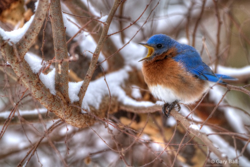 Bluebird enjoying the snow
