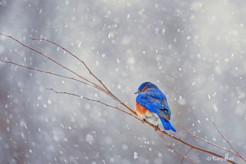 Lonely Bluebird in the Snow