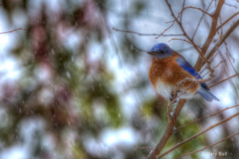 Bluebird in the snow