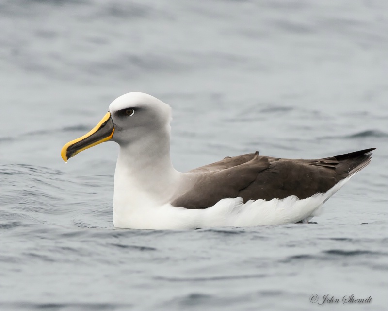 Buller's Albatross - March 18th 2013 - ID: 14844326 © John Shemilt