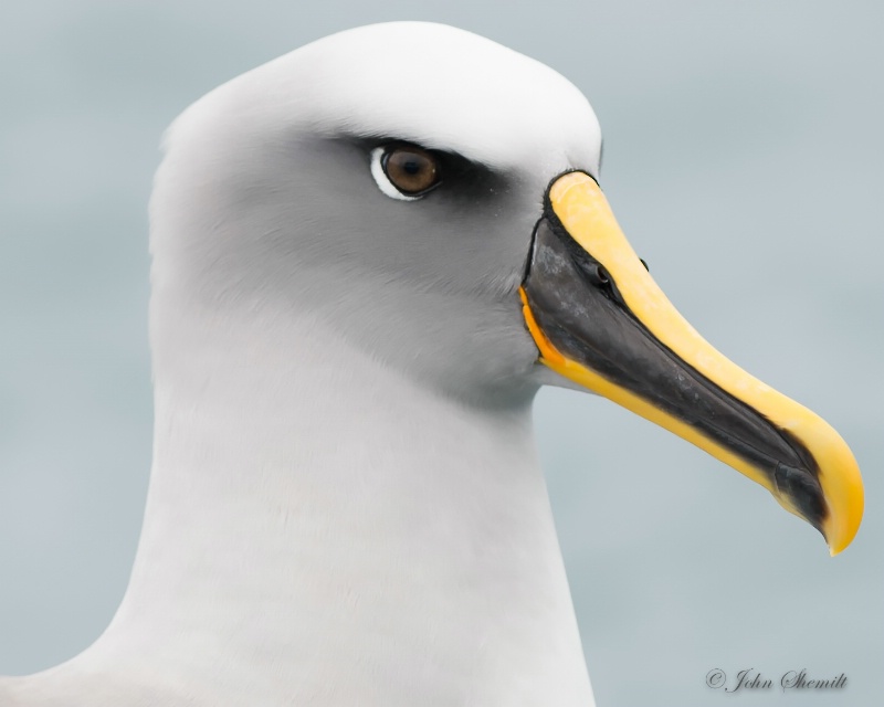 Buller's Albatross - March 18th 2013 - ID: 14844345 © John Shemilt