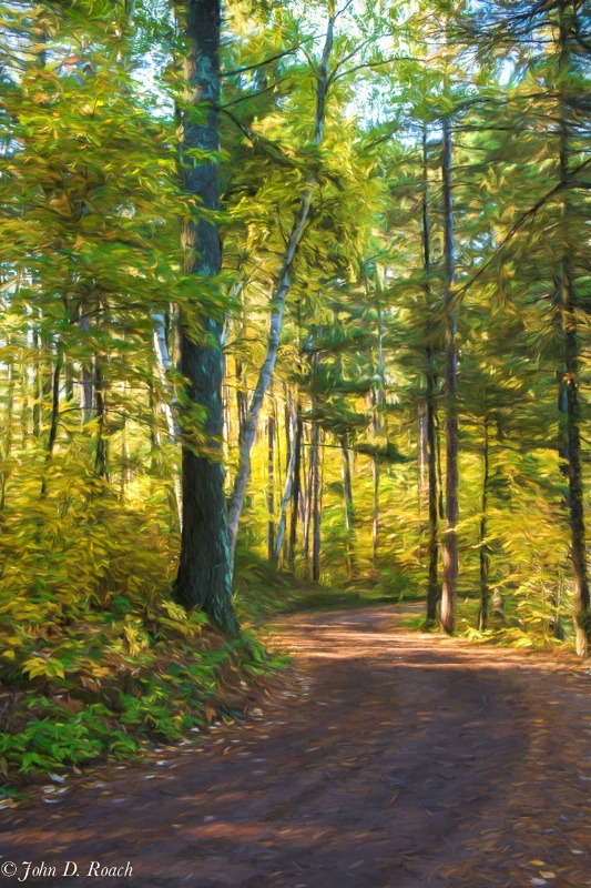 The little road through the woods - ID: 14844432 © John D. Roach