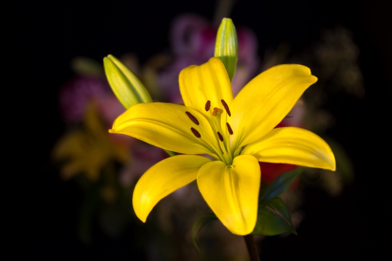 Yellow Lily 5470