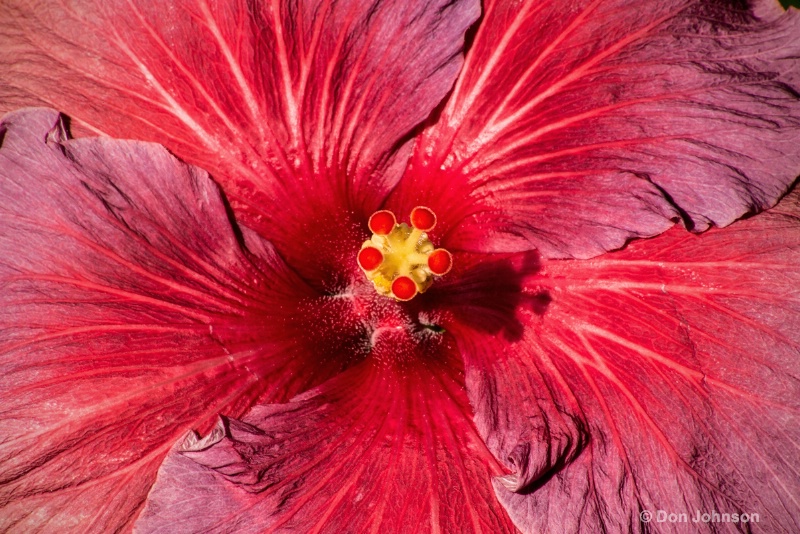Another Red Hibiscus 3-0 f lr 2-28-15 j132