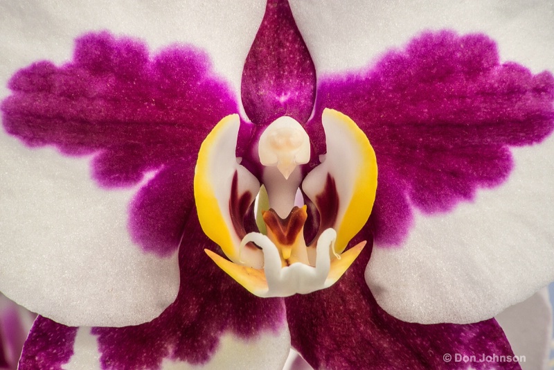 Purple-White Orchid 3-0 f lr 2-28-15 j146
