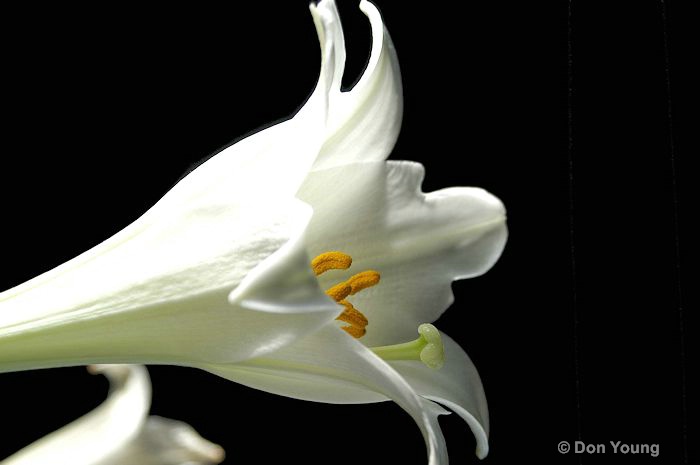 White Lily