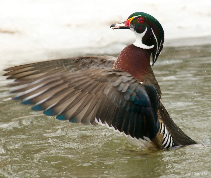 Stretching My Wings!!   Wood Duck In Pond 