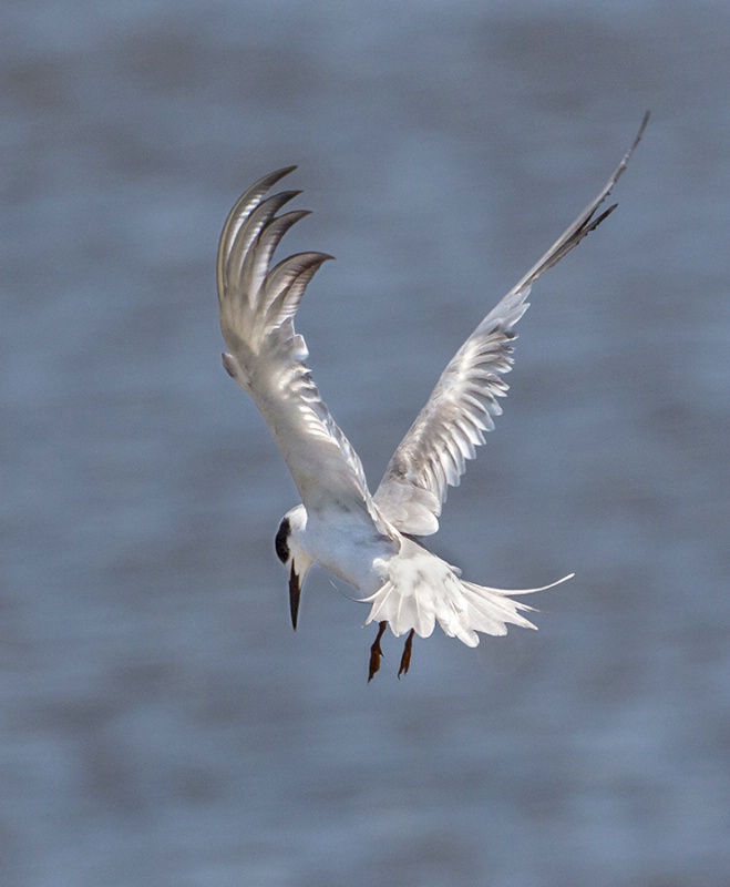 Common Tern Hovering    