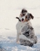 Catching Snow Fla...