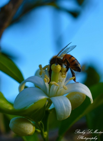 Honeybee In Orange Blossom