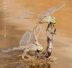 Perched Dragos