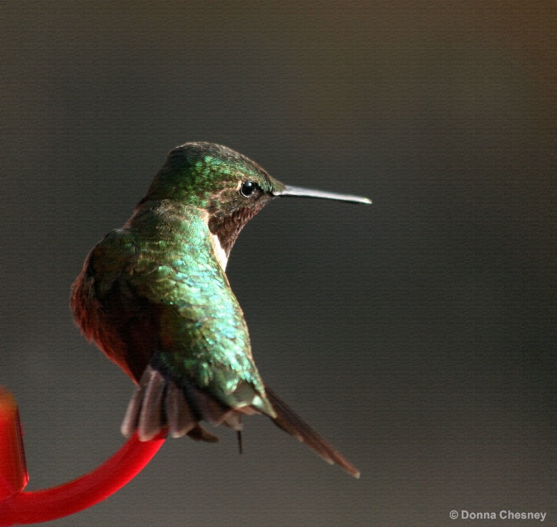 Ruby-Throated Hummingbird (Immature Male)