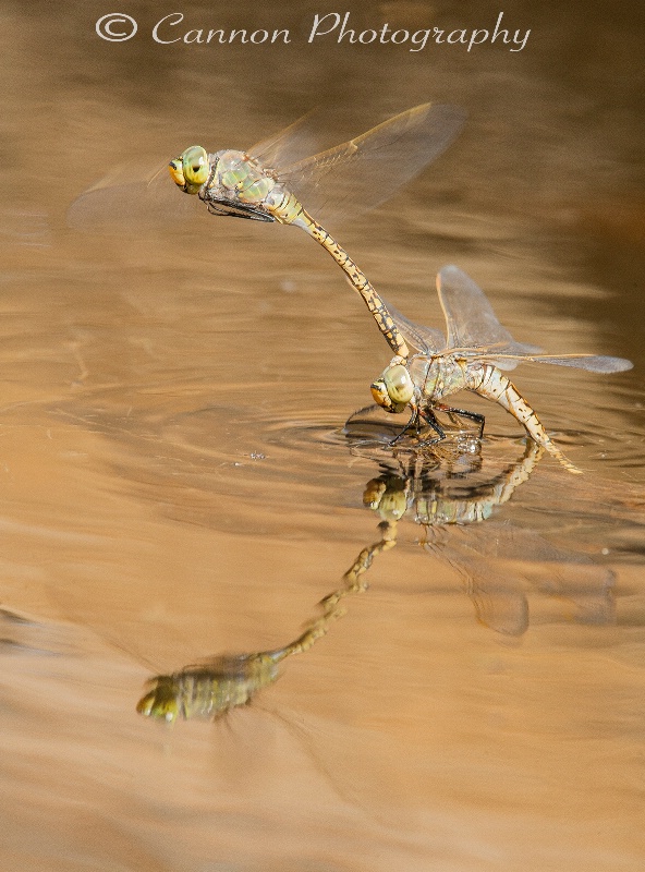 Dragons reflections