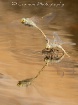 Dragons reflectio...