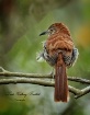 Brown Thrasher