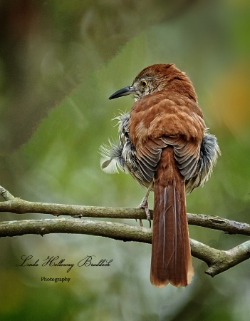 Brown Thrasher