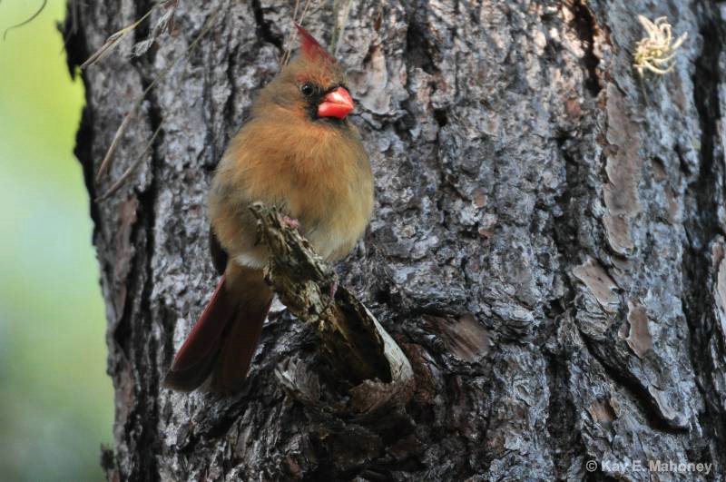 Young Female Cardinal