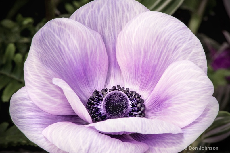 Anemone-Purple 4-0 f lr 2-28-15 j076 - ID: 14845402 © Don Johnson