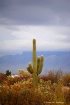 saguaro and mtns