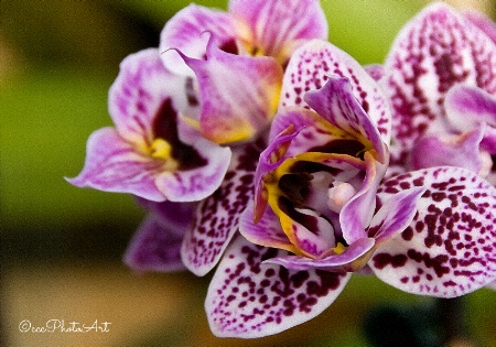 Jewelbox Orchid Bouquet