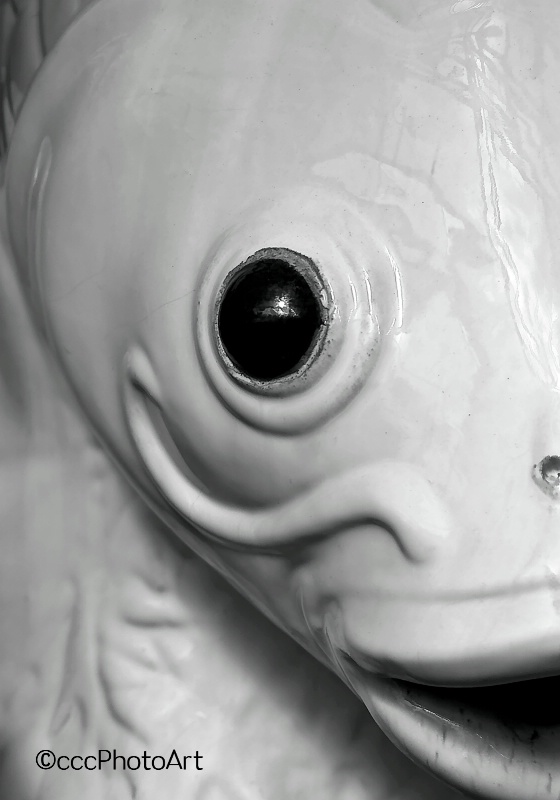 Fish Face - ID: 14845653 © Candice C. Calhoun