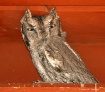 dsc 1132